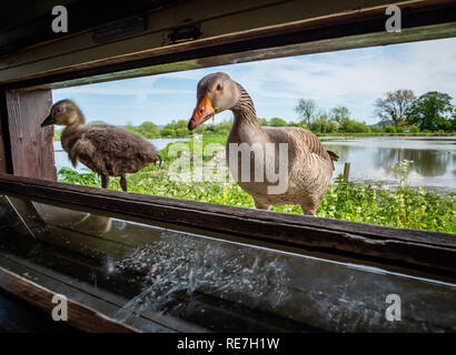 Guardare degli uccelli bird watchers - un graylag oca e il suo pulcino peer in una pelle a Slimbridge fauna selvatica e zone umide Cenrtre nel GLOUCESTERSHIRE REGNO UNITO Foto Stock