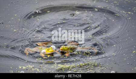 Marsh rane Rana ridibunda gracchia wth gonfiato guancia sacche a periodi di riproduzione nel Somersetshire carbone Canal nel centro di Somerset REGNO UNITO Foto Stock