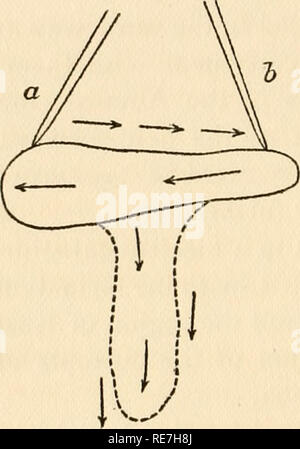 . Contributi per lo studio del comportamento degli organismi inferiori. Fisiologia, confronto; Infusoria; ameba; irritabilità. 186 IL COMPORTAMENTO DEGLI ORGANISMI inferiori. Tra le affermazioni di spazzamento che si trova la corrente in merito al comportamento di questi organismi bassa è uno per l'effetto che il Protist non evitare un ostacolo nel suo percorso. Questa affermazione è stata fatta per exaiTiple da Ziehen, nella sua eccellente Leitfaden der physiologischen psic* vale la pena quindi di descrivere in connessione con le reazioni agli stimoli meccanici come Amceba evita un ostacolo. Prendiamo un concr Foto Stock