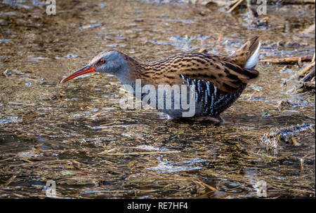 Water rail Rallus aquaticus a shy and secretive European wetland bird - Gloucestershire UK Foto Stock
