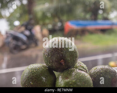 Avocado con gocce di acqua durante il giorno di pioggia - una a forma di pera frutta con una ruvida coriacea pelle liscia oleoso carne commestibile, e una grande pietra. Foto Stock