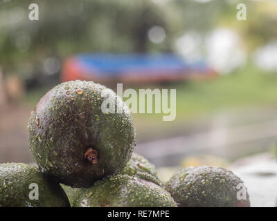 Avocado con gocce di acqua durante il giorno di pioggia - una a forma di pera frutta con una ruvida coriacea pelle liscia oleoso carne commestibile, e una grande pietra. Foto Stock