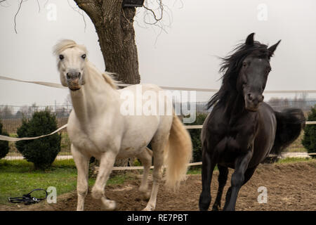Due cavalli, uno bianco e uno nero, giocando, mangiare e divertirsi insieme. I cavalli di diversi colori nel selvaggio. Foto Stock