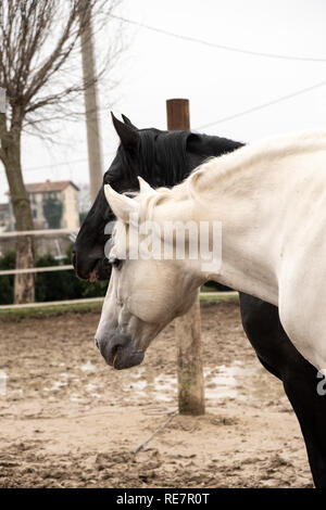 Due cavalli, uno bianco e uno nero, giocando, mangiare e divertirsi insieme. I cavalli di diversi colori nel selvaggio. Foto Stock