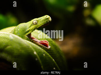 Green Tree Python Foto Stock
