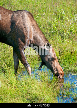 Alci in Alaska Foto Stock