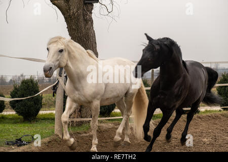 Due cavalli, uno bianco e uno nero, giocando, mangiare e divertirsi insieme. I cavalli di diversi colori nel selvaggio. Foto Stock