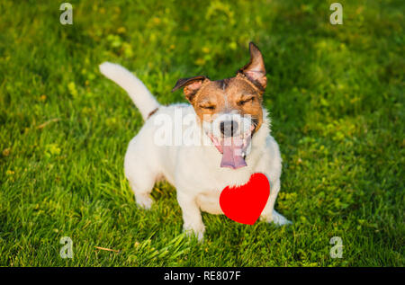 Happy dog indossando ciondolo a forma di cuore sulla erba verde Foto Stock