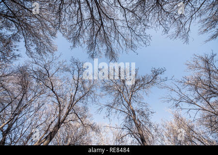 Una vista di inverno i rami degli alberi a guardare in alto verso il blu intenso del cielo. Foto Stock