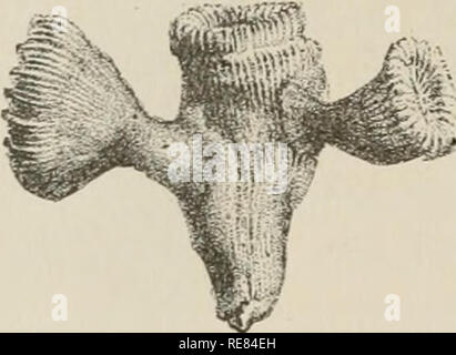. Un contributo alla American thalassography; tre crociere di gli Stati Uniti costa e Geodetic Survey sistema di cottura a vapore "Blake," nel Golfo del Messico, nel mar dei Caraibi, e lungo la costa atlantica degli Stati Uniti da 1877 a 1800. Blake (nave); animali marini -- Oceano Atlantico; sedimenti marini; Oceano. 150 TRE CROCIERE DEL " BLAKE." Guadalupa, e in 1.200 braccia fine living esemplari di Fla-. Fig. 466. - Paracyathus conf ertus. . (Pourtal^s.). Si prega di notare che queste immagini vengono estratte dalla pagina sottoposta a scansione di immagini che possono essere state migliorate digitalmente per readab Foto Stock