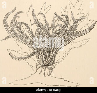 . Un contributo alla American thalassography : Tre crociere di gli Stati Uniti costa e Geodetic Survey sistema di cottura a vapore "Blake", nel golfo del Messico, nel mar dei Caraibi, e lungo la costa atlantica degli Stati Uniti, dal 1877 al 1880. Blake (vaporetto); animali marini -- Oceano Atlantico; sedimenti marini. 126 TRE CROCIERE DEL " BLAKE. che egli ha avuto accesso in vari musei europei, interamente confermare ed estendere le conclusioni a cui in precedenza era stato portato nel rispetto della separazione di Antedon e Actinometra come distinti tipi generici. Uno sguardo al lo scheletro è su Foto Stock