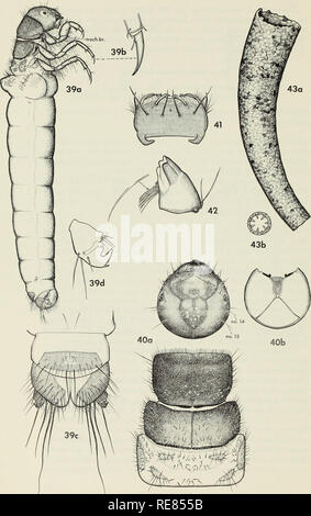 . Contributi per la sistematica della famiglia caddisfly Limnephilidae (tricotteri) I. Caddisflies; Limnephilidae. . Si prega di notare che queste immagini vengono estratte dalla pagina sottoposta a scansione di immagini che possono essere state migliorate digitalmente per la leggibilità - Colorazione e aspetto di queste illustrazioni potrebbero non perfettamente assomigliano al lavoro originale. Wiggins, Glenn B; Royal Ontario Museum. Toronto : Royal Ontario Museum Foto Stock