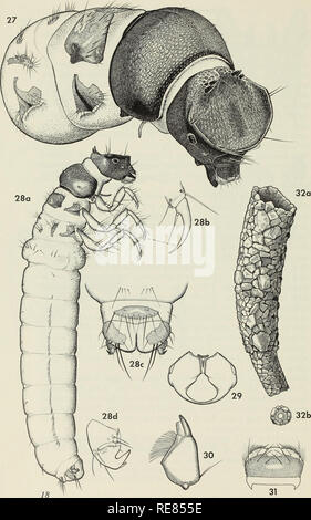 . Contributi per la sistematica della famiglia caddisfly Limnephilidae (tricotteri) I. Caddisflies; Limnephilidae. . Si prega di notare che queste immagini vengono estratte dalla pagina sottoposta a scansione di immagini che possono essere state migliorate digitalmente per la leggibilità - Colorazione e aspetto di queste illustrazioni potrebbero non perfettamente assomigliano al lavoro originale. Wiggins, Glenn B; Royal Ontario Museum. Toronto : Royal Ontario Museum Foto Stock