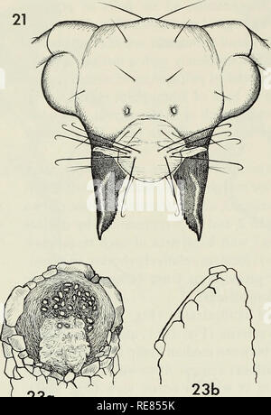 . Contributi per la sistematica della famiglia caddisfly Limnephilidae (tricotteri) I. Caddisflies; Limnephilidae. 22a 23a Ot) 23c 24a &LT;a5) ^ ^ 4. Si prega di notare che queste immagini vengono estratte dalla pagina sottoposta a scansione di immagini che possono essere state migliorate digitalmente per la leggibilità - Colorazione e aspetto di queste illustrazioni potrebbero non perfettamente assomigliano al lavoro originale. Wiggins, Glenn B; Royal Ontario Museum. Toronto : Royal Ontario Museum Foto Stock