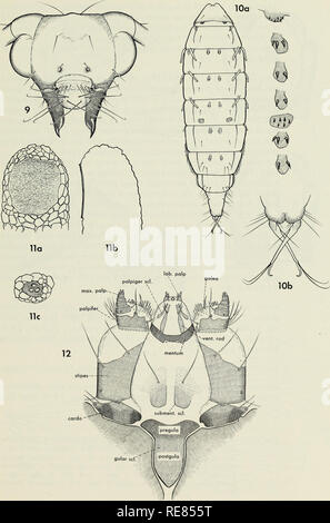 . Contributi per la sistematica della famiglia caddisfly Limnephilidae (tricotteri) I. Caddisflies; Limnephilidae. cardo "^. Si prega di notare che queste immagini vengono estratte dalla pagina sottoposta a scansione di immagini che possono essere state migliorate digitalmente per la leggibilità - Colorazione e aspetto di queste illustrazioni potrebbero non perfettamente assomigliano al lavoro originale. Wiggins, Glenn B; Royal Ontario Museum. Toronto : Royal Ontario Museum Foto Stock