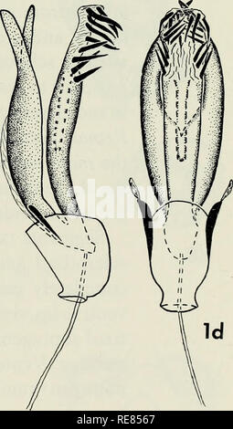 . Contributi per la sistematica della famiglia caddisfly Limnephilidae (tricotteri) I. Caddisflies; Limnephilidae. sg. piastra. Si prega di notare che queste immagini vengono estratte dalla pagina sottoposta a scansione di immagini che possono essere state migliorate digitalmente per la leggibilità - Colorazione e aspetto di queste illustrazioni potrebbero non perfettamente assomigliano al lavoro originale. Wiggins, Glenn B; Royal Ontario Museum. Toronto : Royal Ontario Museum Foto Stock