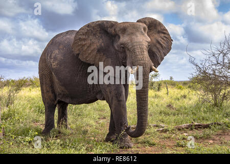 Elefante africano (Loxodonta africana) a piedi nella savana del Parco Nazionale di Kruger in Sud Africa Foto Stock