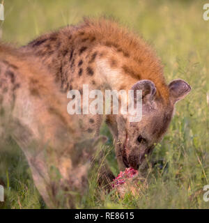 Spotted hyena (Crocuta crocuta) scavenger alimentazione su tela con il sangue attorno alla bocca in erba verde sotto la luce del mattino. Foto Stock