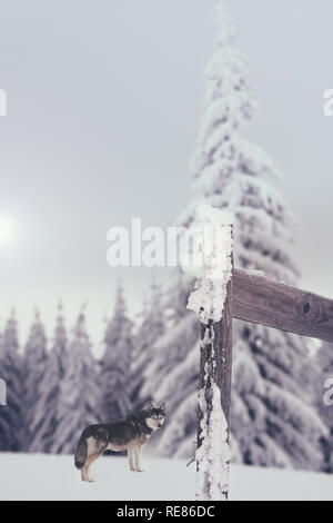 Husky cane vicino bosco di abeti in inverno la neve Foto Stock