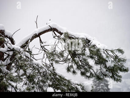 La fronda di un albero di pino coperto di neve fresca in francese Ski Resort città di Morzine Haute Savoie Portes du Soleil Francia Foto Stock