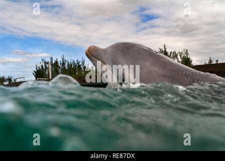 Santuario Bay, Grand Bahama. Bahamas. UNEXSO. Programma di nuotare e incontro ravvicinato con i delfini. Il Cocoon è di 52 anni e ha recitato in film. Foto Stock