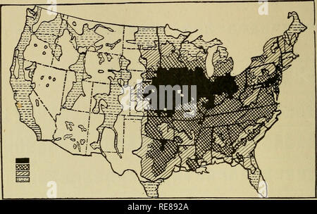 . Le colture di mais: una discussione di granturco, kafirs e sorghi come cresciuto negli Stati Uniti e in Canada. Il mais; Kafir; Granturco Sorgo. 10 raccolti di granoturco. Fig. 1. - La produzione di mais negli Stati Uniti. Il mais per miglio quadrato, censimento 1900: Nero ombreggiatura, più di 3200 bu.; prossimo ombreggiatura, 640 a 3200 bu.; accanto a Ombreggiatura di fondo, 64 640 BU.; ombreggiatura di fondo, meno di 64 bu.. Si prega di notare che queste immagini vengono estratte dalla pagina sottoposta a scansione di immagini che possono essere state migliorate digitalmente per la leggibilità - Colorazione e aspetto di queste illustrazioni potrebbero non perfettamente assomigliano al lavoro originale. Montgomery, Foto Stock