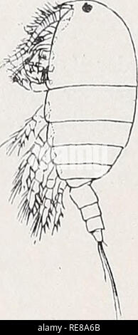 . Copepoden. Copepoda. VIII 144 v. Breemen. Greifantenne des J1 mit schwach verdicktem mittleren Abschnitt und 4-gldr. Endabschnitt. 5. B. des o71 niit 3-gldr. Scad. und 2- oder 3-gldr. Enp.; 5. B. des cT asymmetrisch, mit Anhängen komplizierten am Ende der Exp. 1. Pseudocyclops obtusatus Brady e Robertson. 1873, pag. 0., Brady e Robertson, p. 128, t. 8. 1878, P.O., Brady, p. 84, t. 12 f. 1-13. 1898, p.o., Giesbrecht und Schmeil, p. 126. 1903, pag. 0., Sars, p. 131, t. 88. Vorderrumpf gedrungen; rostro kurz. 1. Antenne des 9 18-gldr.; Greifantenne -17- (18-) gldr.; die das Endstück bildenden 4 Foto Stock