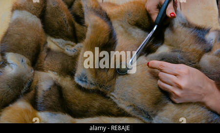 Le mani del sarto professionale, designer pulsante cucitura di pelliccia all'atelier, studio. La moda e la sartoria concept Foto Stock