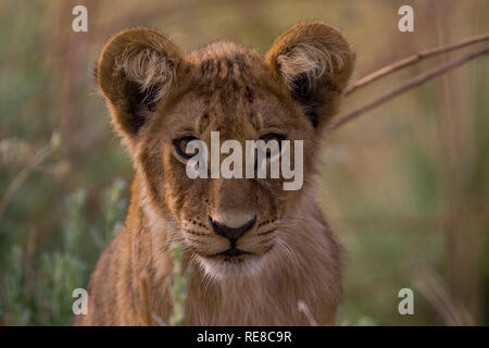 Un ritratto di un Lion cub guardare dritto verso la fotocamera Foto Stock