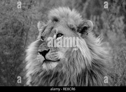 Un ritratto in bianco e nero di un maschio maturo lion Foto Stock