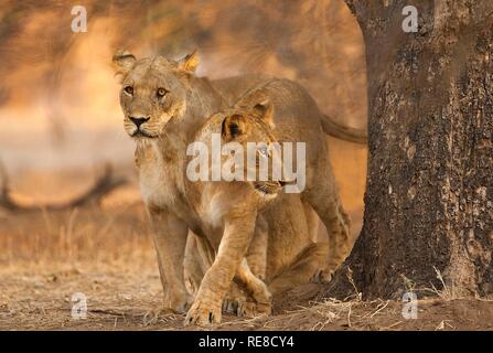 Due leonesse in piedi da un albero in bella luce della sera Foto Stock