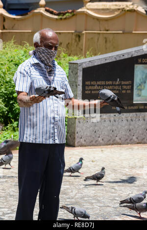 Alimentazione di piccioni, tempio Jain, Cochin, Kochi, Kerala, India Foto Stock