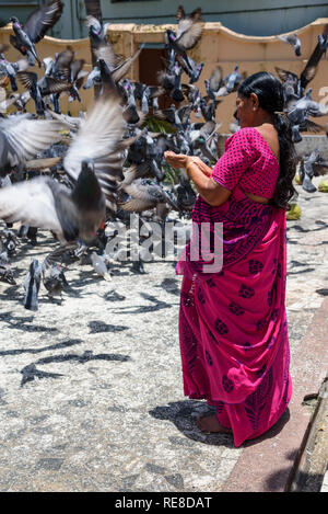 Alimentazione di piccioni, tempio Jain, Cochin, Kochi, Kerala, India Foto Stock