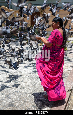 Alimentazione di piccioni, tempio Jain, Cochin, Kochi, Kerala, India Foto Stock