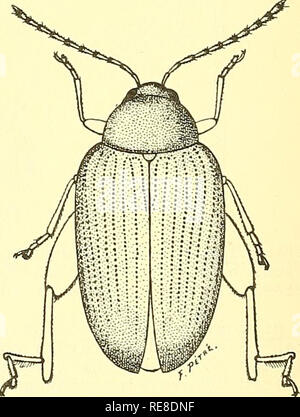 . Cooperativa economica relazione di insetti. Insetti Utili; pesti di insetto. Gamba di P. chrysocephala adulto di P. chrysocephala figure (eccetto map) : adulto da Balachowsky, A. e Mesnil, L. 1936. Les Insectes Nuisibles aux Plantes Cultivees. Vol. 2, pagg. 1141-1921- Parigi. Gamba da Jablonowski, J. 1906. Un Czukorrepa Allati Ellensegei. 288 pagg. Budapest. Danni larvale da Smith, K. M. 1948. Un libro di testo di Entomologia Agraria. 289 pagg. Cambridge. Si prega di notare che queste immagini vengono estratte dalla pagina sottoposta a scansione di immagini che possono essere state migliorate digitalmente per la leggibilità - Colorazione e aspetto di Foto Stock