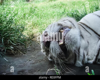 La tigre bianca in appoggio sul terreno. La tigre è in stato di stop, l'albino tiger. Foto Stock
