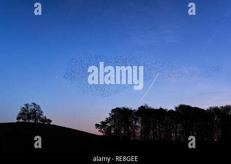 Starling murmuration oltre, Skipton North Yorkshire nel Yorkshire Dales National Park al tramonto Foto Stock