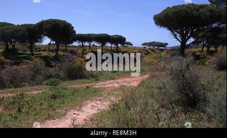 Spanien, Andalusien, Küste Foto Stock