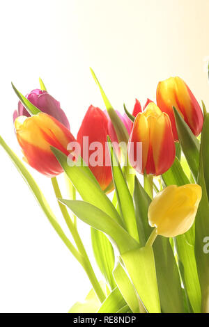 Giallo e rosso tulipani in un vaso Foto Stock