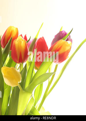 Giallo e rosso tulipani in un vaso Foto Stock