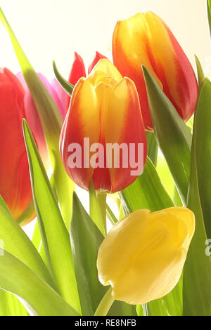 Giallo e rosso tulipani in un vaso Foto Stock