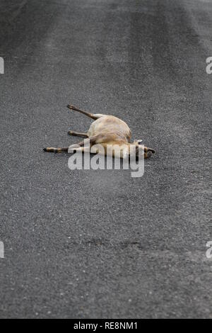 Road kill. Cervi selvatici morti in mezzo alla strada. Concetti. Libro concettuale coperchio. Animale selvatico. Pericolo sulle strade del Regno Unito. Libri. La copertina del libro di pietra concetto freddo, pericolo , haunting, come colpire e correre, morte per guida pericolosa, tutto solo. Venendo ad un arresto. Arresto caduta. Mai più. La fine. Finito. I titoli dei libri. Prenota idee. La fantasia. Stone Cold sober. La Tarmac. Grip. La presa. Best seller. Idee per scrittori. Idee per gli autori. Foto Stock