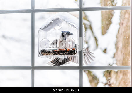 Uno blue jay Cyanocitta cristata uccello appollaiato sulla plastica vetro della finestra alimentatore penuts mangiare durante l'inverno la neve in Virginia con ala piume Foto Stock