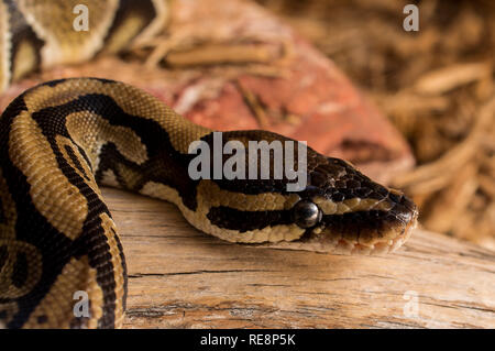 Sfera Python Regius Foto Stock