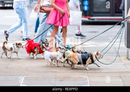 Molti piccoli chihuahua cani al guinzaglio, divertente camminare con walker donna ragazza in abito rosa sul marciapiede Street nel Quartiere di Chelsea di Londra in estate Foto Stock