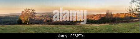 Vista panoramica del tramonto sulla Ashdown Forest in Sussex, Inghilterra, Regno Unito su una serata in inverno, con un albero illuminato dal sole in primo piano. Foto Stock