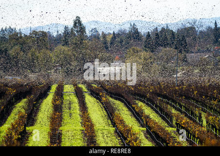 Sciame III - Vaux rondoni di volare in una frenesia su un vigneto. Sonoma County, California, Stati Uniti d'America Foto Stock