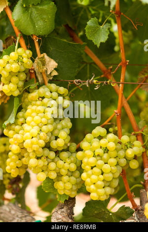 Prendere Me! - Plump vino bianco uve appendere pronto per il raccolto. Sonoma County, California, Stati Uniti d'America Foto Stock