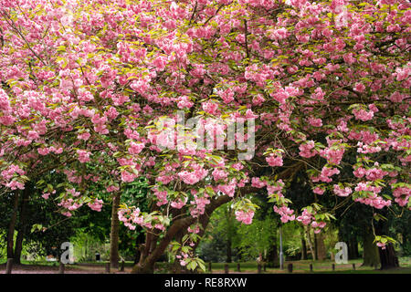 Gli alberi fioriscono fiori di colore rosa Foto Stock