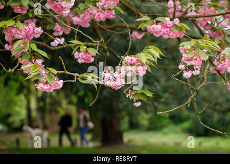 Gli alberi fioriscono fiori di colore rosa Foto Stock